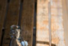 운동 성과를 높이는 운동 전후 수분 섭취 liquor in rock glass and bottle