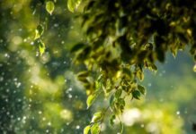 집과 일상에서 시작하는 웰니스 문화…작은 변화가 건강을 지킨다 selective focus photo of green vine