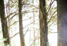 바쁜 일상 속에서도 가능한 ‘마음챙김 명상’, 쉽고 실천적인 건강 루틴으로 인기 people walking on dirt road between trees during daytime