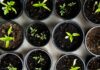 일상으로 스며드는 웰니스 문화, 작지만 확실한 건강의 변화 green leafed seedlings on black plastic pots