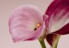 변화하는 여성 건강관리, 작지만 확실한 실천이 열쇠 Two pink and purple calla lilies against a light background